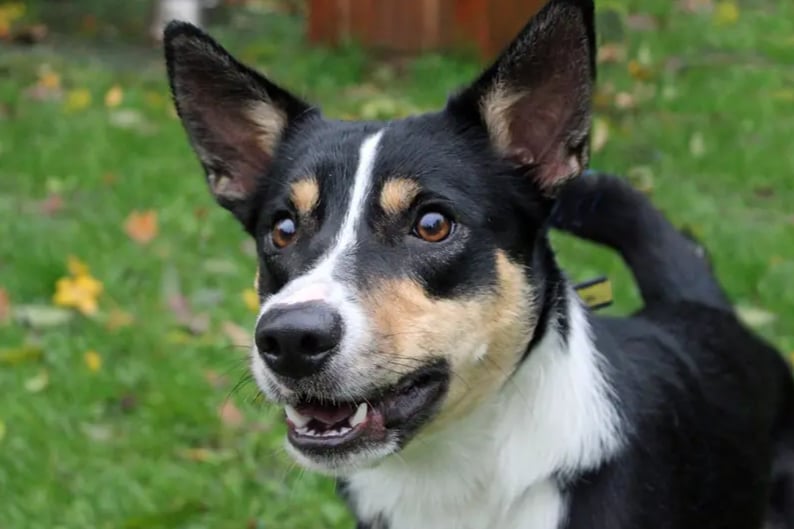 Toby is a young Border Collie who would benefit from a Collie savvy, experienced home in Merseyside. He will need to be the only pet and any children at home must be over 16. Toby has been trained to use a crate and can be left alone for a couple of hours once settled. He is also house trained.
