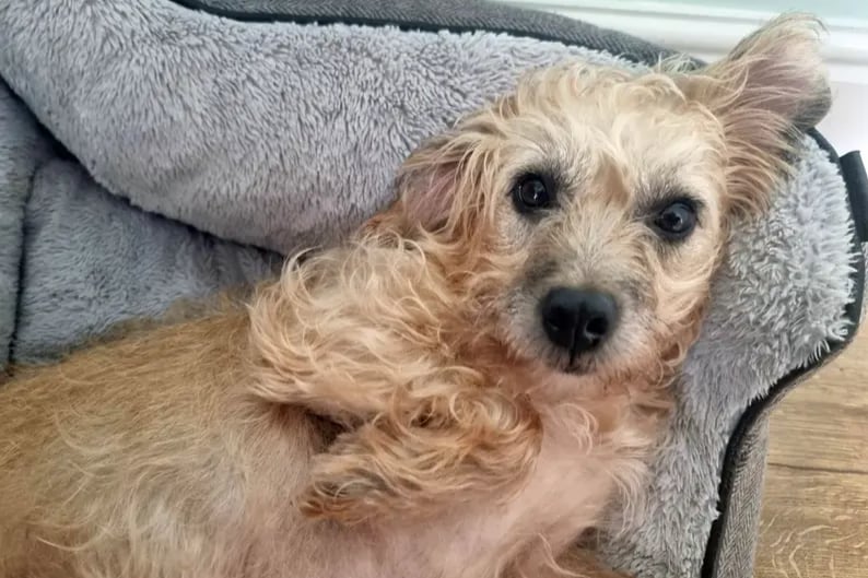 Honey is a Terrier (Border) Cross who can live with other dogs and children of high school age. She is house trained and can be left alone for a few hours without worry. She loves her walks and cuddling up on the sofa in equal measure.
