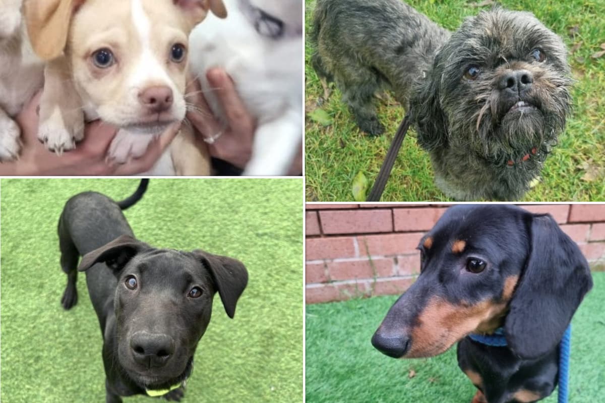 Find Dogs These 16 dogs at a Sheffield animal shelter need a new home