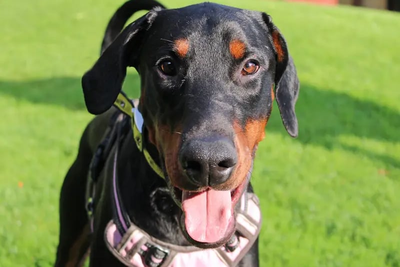 Max is a Dobermann who needs a home where he is the only dog, with everyone being over the age of 16. He is house trained and will need his leaving hours built up slowly as he does like the company of his humans.
