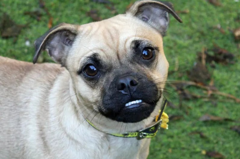 Pumpkin is a young Pug who is looking for a home with any children over the age of eight and she can live with another dog. She is fully house trained but has never been left longer than an hour, so any alone time will need to be built up gradually in the home.