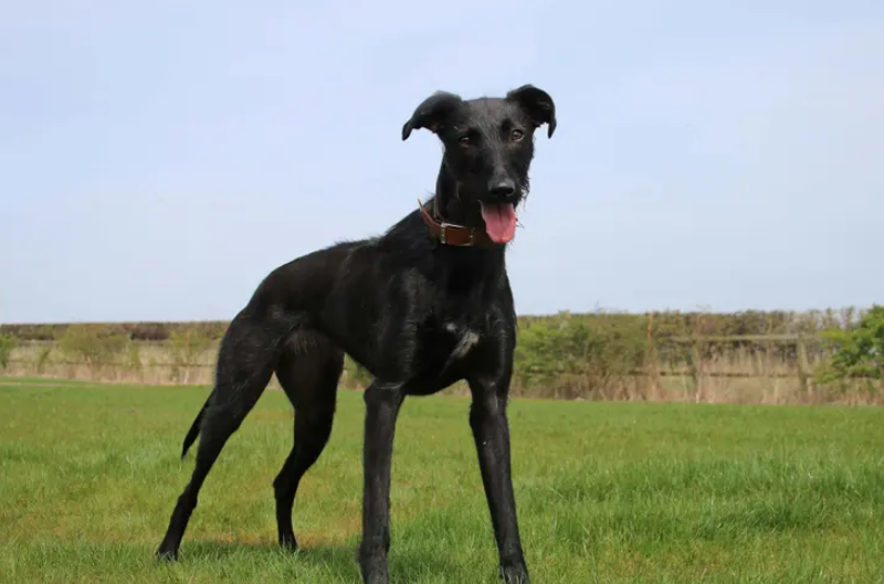 Maggie is such a lovely young lady but a bit of a worrier who can be shy with new faces and timid in new situations. Once she builds up a relationship with people she has a bouncy, cheeky side as you would expect from a young lurcher. She loves a fuss once she has made friends. The training team can’t wait to show her off to prospective owners and hope that she will catch someone’s eye with her beautiful looks. (Dogs Trust)
