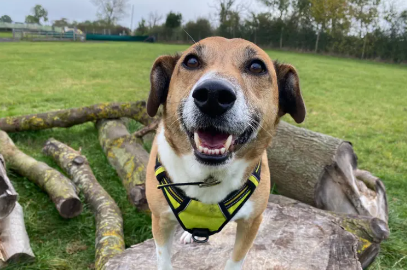 Digger is a very bubbly 11yr old Terrier Cross and is SUPER affectionate once he knows you. Sadly Digger has had little experience of home life and this has left him with a few anxieties. He's very sensitive to noise, so his home will ideally be in a peaceful area away from busy roads and outdoor noise. Although he can't share his home with any other pets, he is sociable around dogs on walks once introduced, so owners will be encouraged to continue finding him pals. Digger's list of tricks is endless and he is extremely clever so he will enjoy learning new things or equally show off his repertoire to you for a tasty treat. He will need to meet his new owners multiple times before he goes home so owners must be committed to attend the centre for these meets.