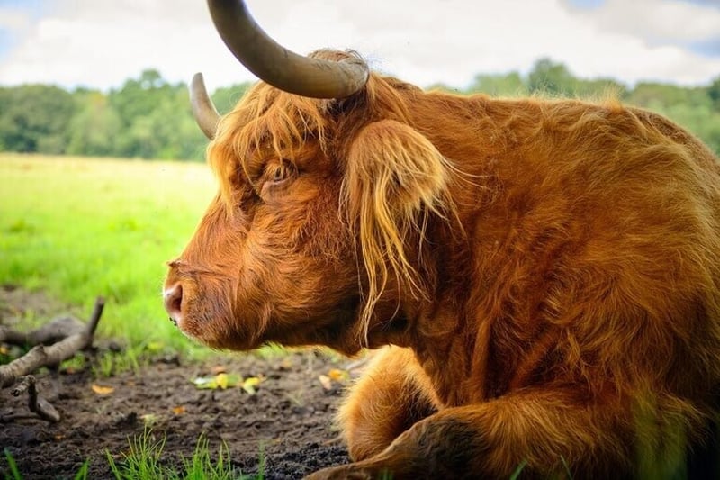 Pollok Park’s Highland cattle are prize-winning animals, taking part in around seven local agricultural shows per year. In the last five years alone, the Glaswegian cattle have won over 19 championships.