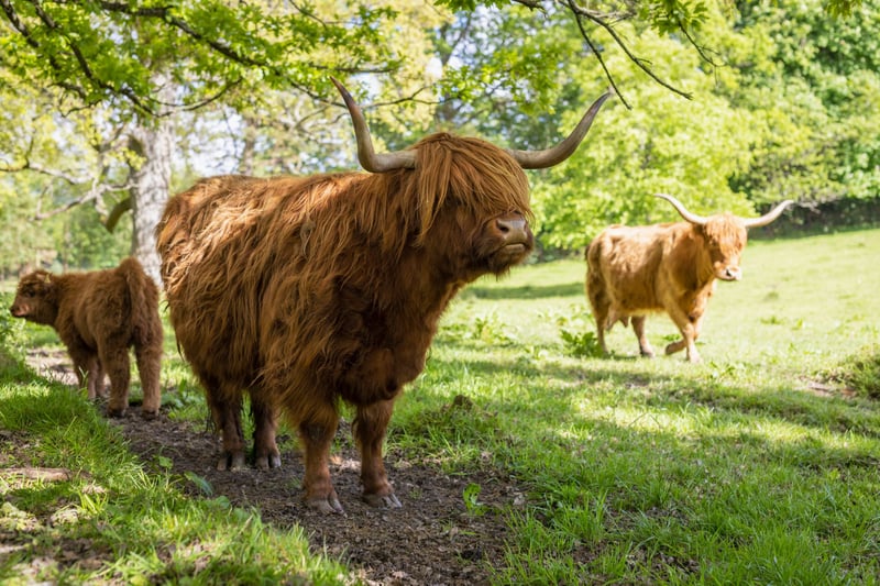 A group of Highland cattle are known as a fold rather than a herd. This is because historically in the Highlands they would be brought into a stone building called a fold to protect them from rustlers and thieves.