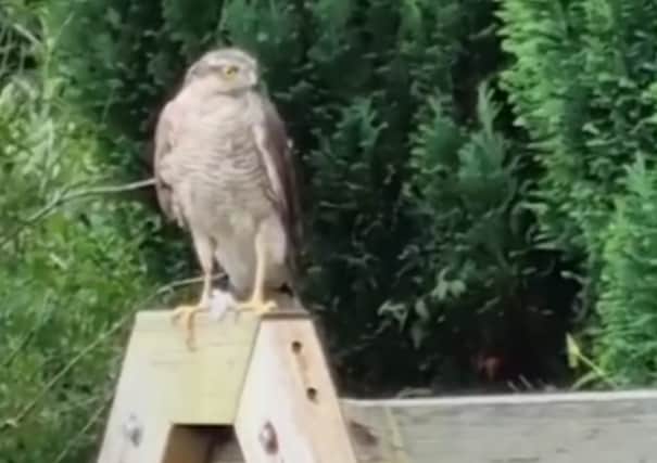 A Sparrowhawk spotted hunting in a Formby garden.