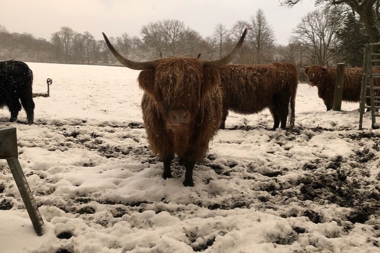 While technically not outside of Glasgow, it’s still a ways for many Glaswegians. Check out the Burrell Collecton and the stunning grounds of Pollok Country Park in the snow - not to mention the Highland Cattle!