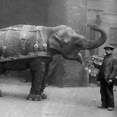 Lizzie the Elephant hauled munitions across Sheffield during the First World War, earning her celebrity status. More than 100 years later, her crucial contribution to the war effort has been recognised with a plaque