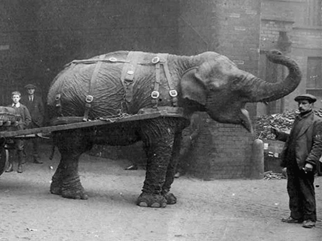 Lizzie the Elephant hauled munitions across Sheffield during the First World War, earning her celebrity status. More than 100 years later, her crucial contribution to the war effort has been recognised with a plaque