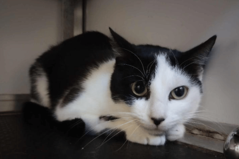 Molly is a Domestic Shorthair crossbreed who is around two years old. She needs a quiet home with owner willing to help her to settle in and give her time to come out of her shell.