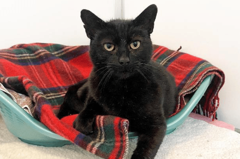 Taco is a six-year-old Domestic Shorthair crossbreed who needs an adult-only home. He will need a confident cat savvy owner who is going to take things at his pace. 