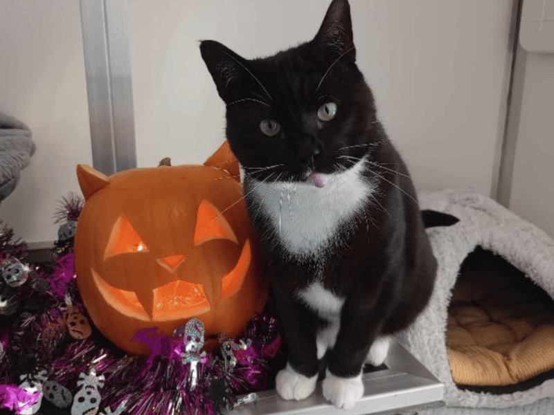 Buddy is a Domestic Shorthair crossbreed who was taken to the RSPCA after his owner passed away. He is around four years old and very friendly.