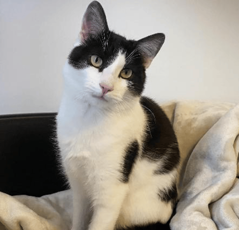 Finn is a one-year-old Domestic Shorthair crossbreed who is very friendly but has a quieter nature so will need a home where there isn't too much going on. 