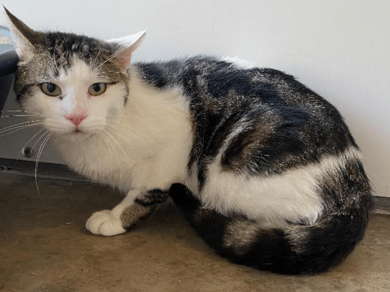 Joel is a Domestic Shorthair crossbreed who would be best suited to a quieter home so he can come out of his shell with no added stresses. He could possibly live with another cat and/or a cat friendly dog.