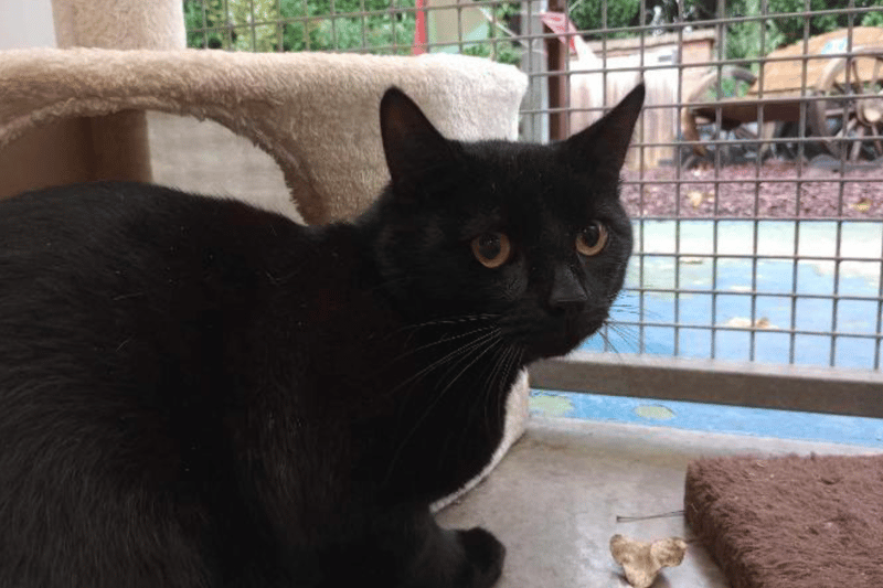 Harley is a two-year-old Domestic Shorthair crossbreed, who was rescued by inspectors from living in the most squalid conditions, along with 40 other cats. Harley needs time to settle as he is very shy but given time he could become your lap cat.