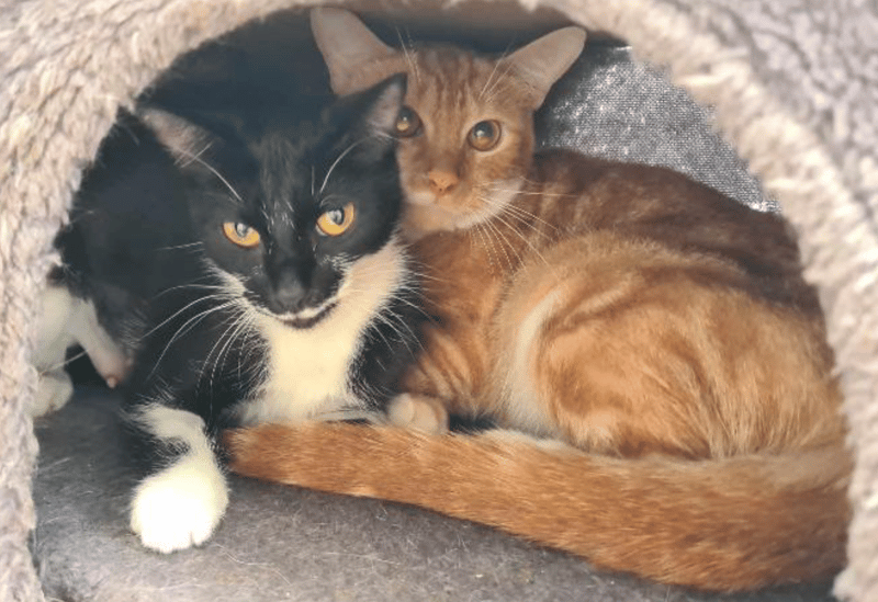 Billy and Betty are a pair of Domestic Shorthair crossbreeds who are looking for a home together or separately. Billy is a one-year-old ginger and white cat and Betty is four and black and white!