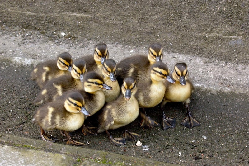 These ducks were at the centre of a rescue operation in Mary Street in 2005.