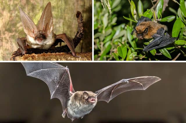 Some of Scotland's bat species.