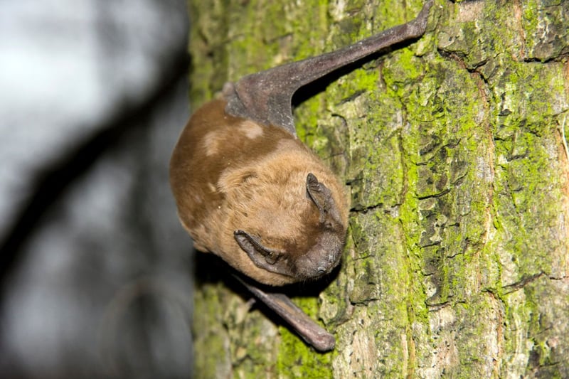 Largely restricted to southern areas of Scotland, the Common Noctule is our fastest bat - reaching speeds of around 30mph. It's also the largest of the native bat breeds, weighing up to 40g. You can identify it by its small, rounded brown ears, or simply by the racket it makes - they are as loud as they are fast and large.