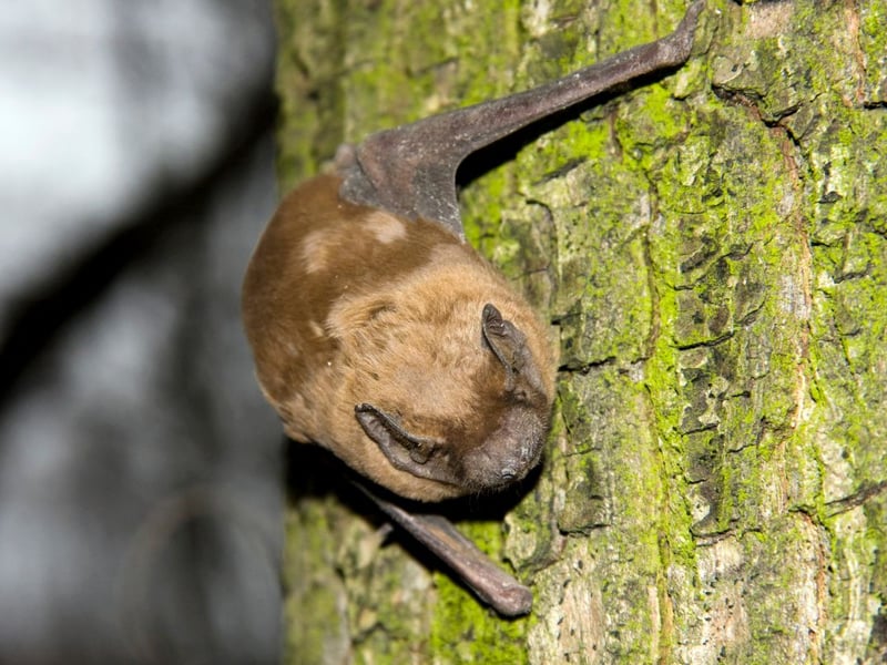 Largely restricted to southern areas of Scotland, the Common Noctule is our fastest bat - reaching speeds of around 30mph. It's also the largest of the native bat breeds, weighing up to 40g. You can identify it by its small, rounded brown ears, or simply by the racket it makes - they are as loud as they are fast and large.
