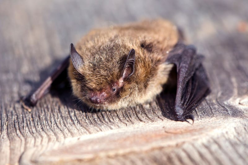 Originally a migratory bat species who would arrive in autumn and overwinter in Scotland, the Nathusius' Pipistrelle now lives in the country year-round. It shares the golden fur of the other Scottish pipistrelles but is significantly larger.