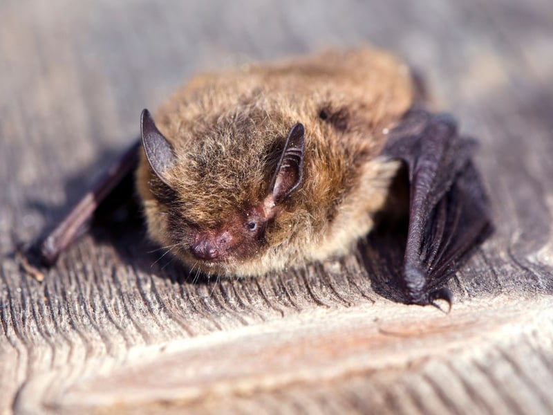 Originally a migratory bat species who would arrive in autumn and overwinter in Scotland, the Nathusius' Pipistrelle now lives in the country year-round. It shares the golden fur of the other Scottish pipistrelles but is significantly larger.