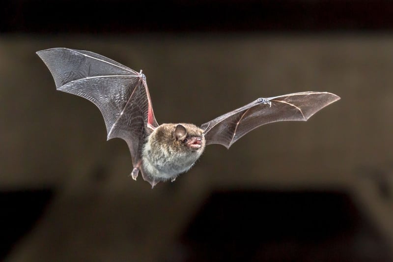 Identified by their pale silver-grey belly hair, the Daubenton's Bat is another common and widespread breed in Scotland. Also known as the Water Bat, they earned that name with their chosen hunting technique - flying close to the surface of slow flowing water to gobble up a variety of bugs on the wing.