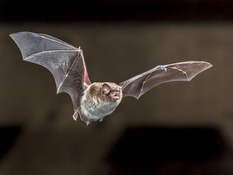 Identified by their pale silver-grey belly hair, the Daubenton's Bat is another common and widespread breed in Scotland. Also known as the Water Bat, they earned that name with their chosen hunting technique - flying close to the surface of slow flowing water to gobble up a variety of bugs on the wing.