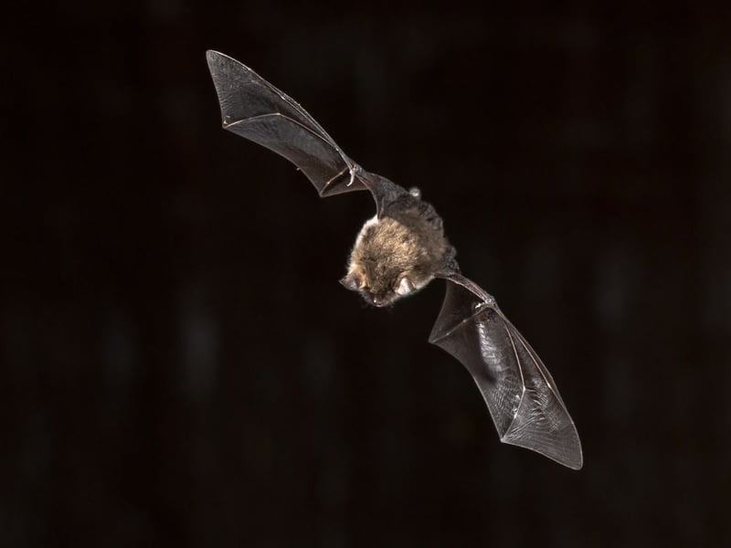 Easy to identify by its hairless pink face - as well as its long, thin ears - the Natterer's Bat can be found in central and Scotland, where it frequents large parks and woodlands.