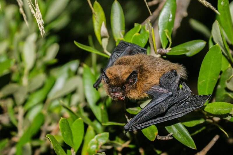 Despite the name, the Common Pipistrelle is less widespread in Scotland that its Soprano cousin - although it is the bat you are most likely to spot in the far north and islands. It's tricky to tell apart from the Soprano, but the Common Pipistrelle has a slightly paler underside and a darker mask.