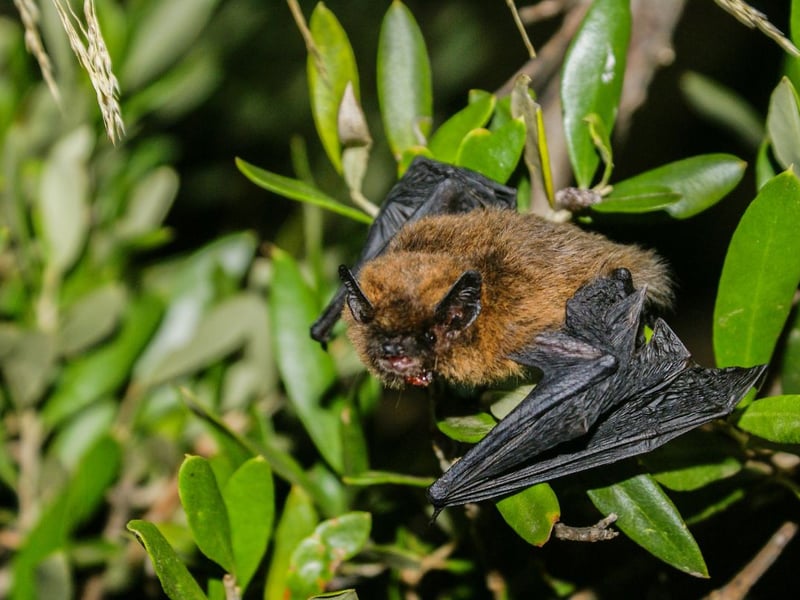 Despite the name, the Common Pipistrelle is less widespread in Scotland that its Soprano cousin - although it is the bat you are most likely to spot in the far north and islands. It's tricky to tell apart from the Soprano, but the Common Pipistrelle has a slightly paler underside and a darker mask.