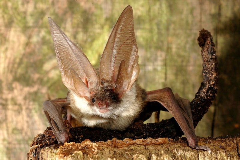 The Brown Long-Eared Bat looks exactly as the name would suggest - with it's prominent lugs making them easy to identify. They are common in areas of Scotland where all three of their favourite things are located - namely woodland, moths, and a big empty building to roost in.