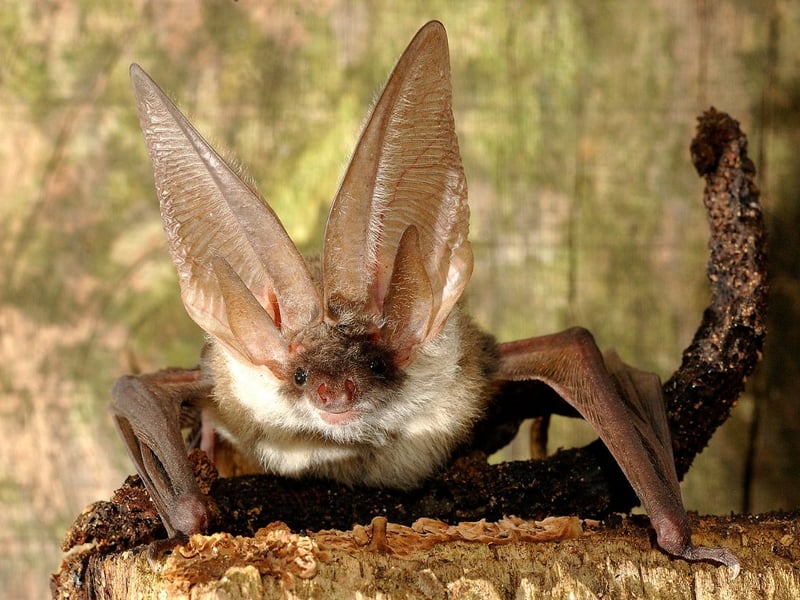 The Brown Long-Eared Bat looks exactly as the name would suggest - with it's prominent lugs making them easy to identify. They are common in areas of Scotland where all three of their favourite things are located - namely woodland, moths, and a big empty building to roost in.
