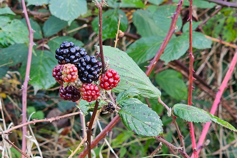 Visitors can come across some blackberry bushes in the Upper Slopes and near the dew pond in the summer and early autumn.