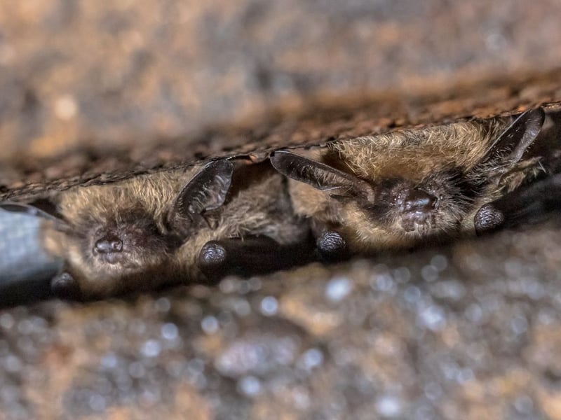 Count yourself lucky if you see a Whiskered Bat in Scotland - they are our rarest species. Only found in the south of the country, they feed in woodland clearings and around rivers. They can be identified by their golden-tipped fur and grey belly.