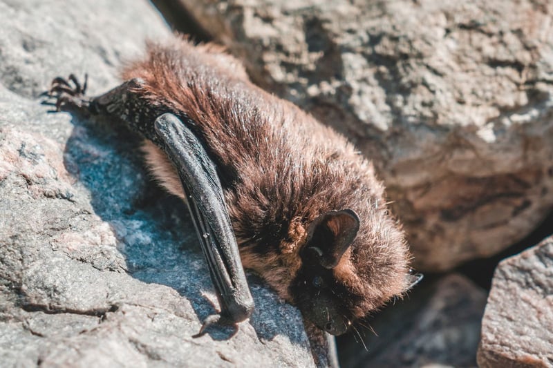 In Scotland the most common bat to see is the Soprano Pipistrelle. That's what you are probably seeing at dusk - as they dart around collecting bugs attracted to lights in gardens and parks.