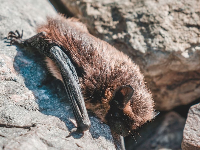 In Scotland the most common bat to see is the Soprano Pipistrelle. That's what you are probably seeing at dusk - as they dart around collecting bugs attracted to lights in gardens and parks.