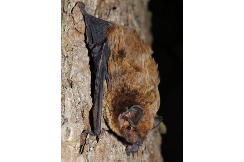 Also known as Leisler's Bat or the Irish Bat, the Lesser Noctule Bat can most commonly be seen hunting around rivers and streams close to woodland in the south west of Scotland. It can be distiguished from the Common Noctule by its darker fur.