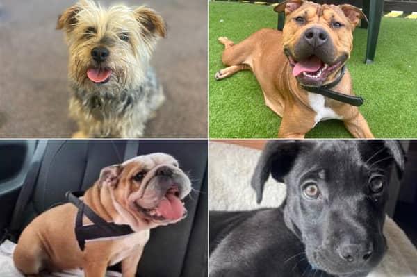 We have looked at the RSPCA, Blue Cross and Helping Yorkshire Poundies to show you just some of the dogs in and around Sheffield that are ready to be adopted.