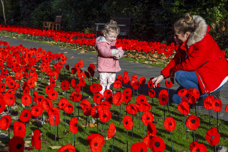 Knitted poppies in Musselburgh