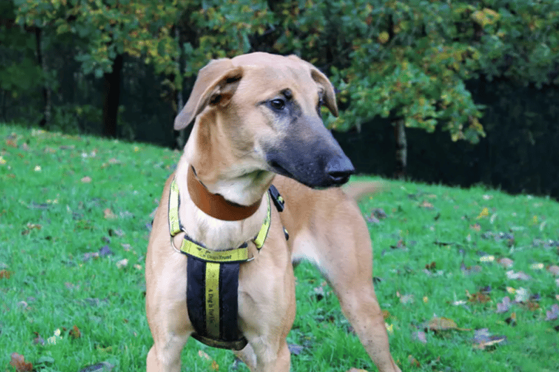 Lily is a Greyhound puppy who can live another calm dog and children over the age of 10. She is house trained and can be left alone for a couple of hours once settled. Adoption will include compulsory attendance of Dogs Trust's Dog School training classes.