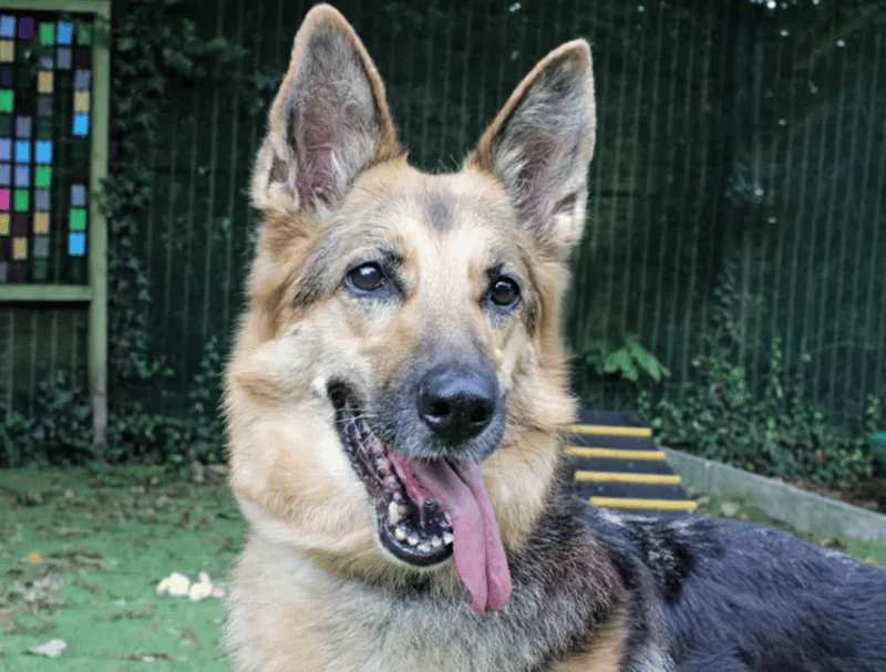 Asha is a German Shepherd who needs a home as the only pet but can live with children aged 10 and over. She does have separation anxiety and will need someone with her most of the time. She also has some complex medical issues.