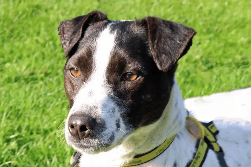 Dot is a Jack Russell Terrier who will need to be the only pet at home but she can live with children of high school age. Dogs Trust have no history for her so cannot guarantee that she is house trained. Dot does have a luxating patella.