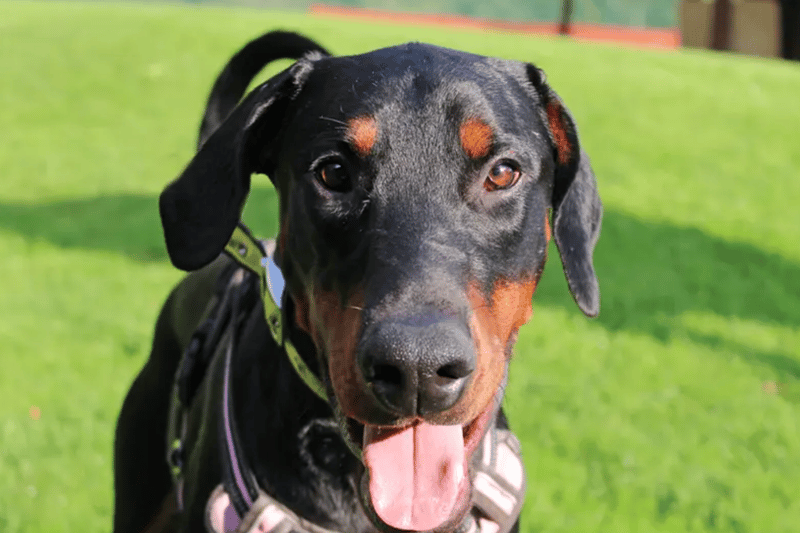 Max is a Dobermann who needs a home in Merseyside where he is the only dog in a home with everyone being over the age of 16. He is house trained and will need his leaving hours built up slowly as he does like the company of his humans.