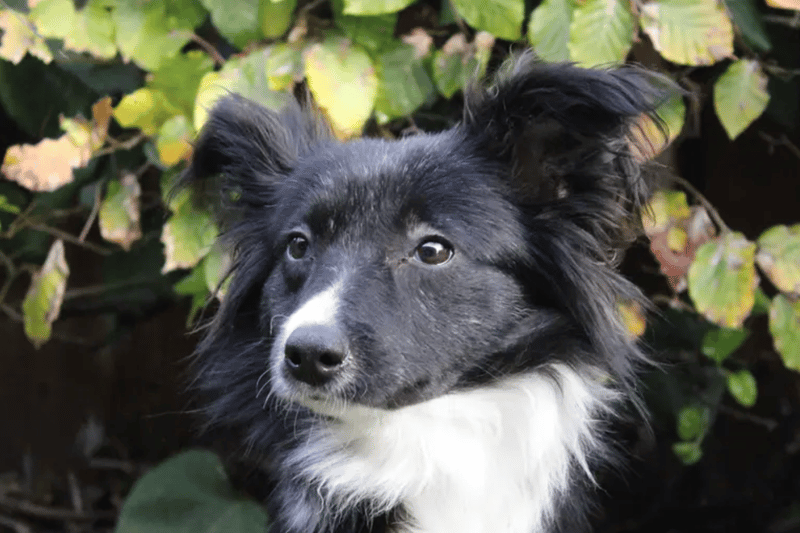 Daisy is a timid Border Collie who would benefit from living with another dog. Any children in the home will need to be aged 14 and over. 
