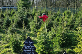 Christmas trees are being prepared in their thousands.