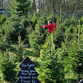 Christmas trees are being prepared in their thousands.