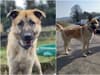 Sheffield adopt a dog: Kai the 'boisterous' German Shepherd cross has been waiting for a home for 18 months