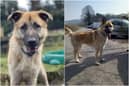 Kai the German/Kangal Shepherd has now been waiting over 18 months at Mill House Animal Sanctuary for someone to take him home for good.