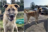 Kai the German/Kangal Shepherd has now been waiting over 18 months at Mill House Animal Sanctuary for someone to take him home for good.